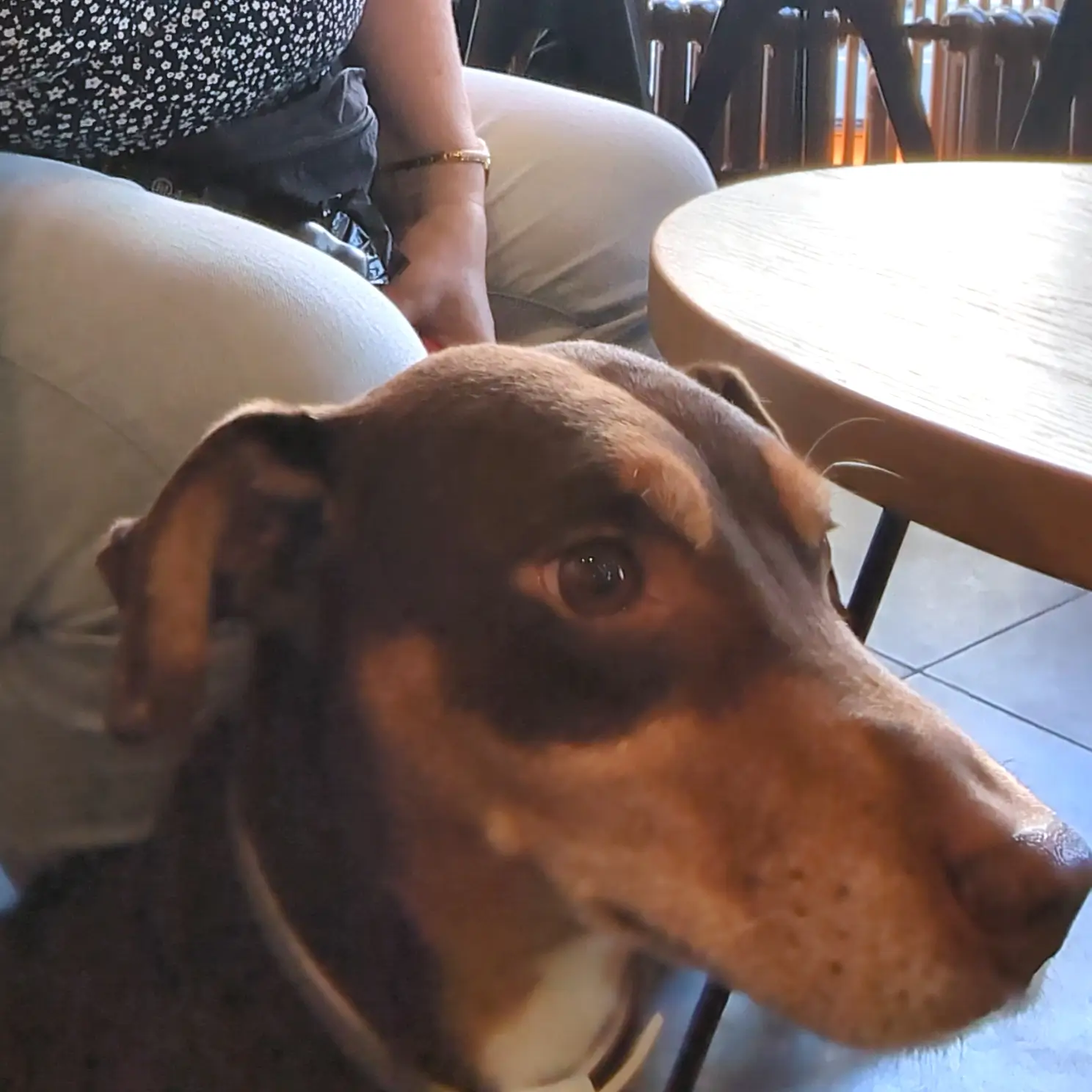 Scruffy relaxing during a coffee stop at Starbucks in Bern